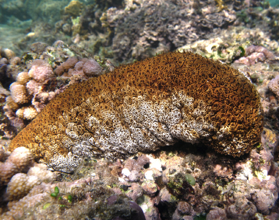  Actinopyga mauritiana (Mauritius Sea Cucumber, Surf Redfish)